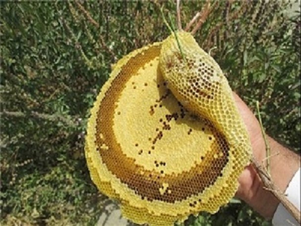 صادرات چمدانی عسل وحشی به کشورهای حوزه خلیج فارس/ برداشت سالانه 2 تا 3 تن عسل وحشی در نیکشهر