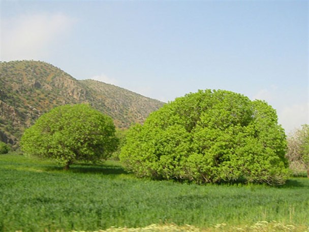 طبیعت زیبای پاسارگاد به روایت تصویر