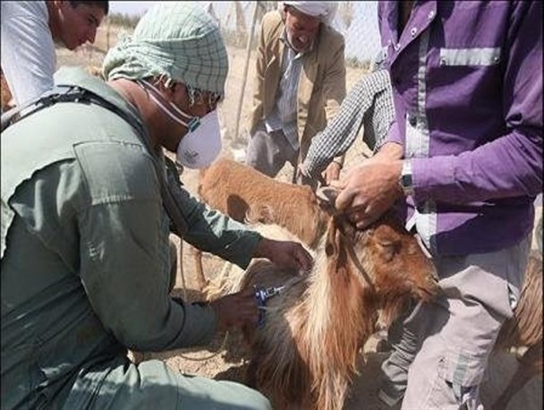 واکسیناسیون ۷ هزار راس دام در مهرستان