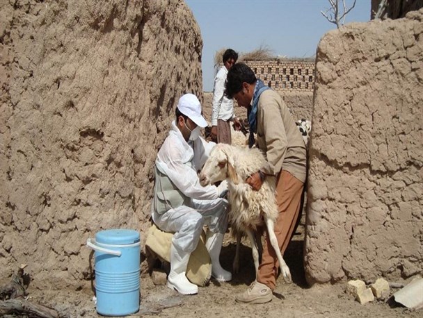 مایه کوبی بیش از 40 هزار راس دام سبک بر علیه بیماری تب برفکی در خلیل آباد