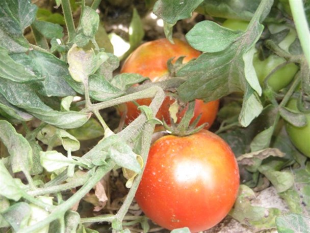 حاصل دسترنج طارمی ها در جیب دلالان / نبود اتحادیه خرید محصول مشکل عمده کشاورزان طارمی