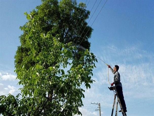 مرحله سوم سمپاشی درختان برعلیه آفات مکنده در شهر رباط کریم