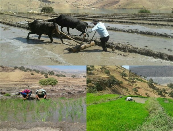 حدود ۳۰هکتار از اراضی حاصلخیز دهدز به زیر کشت برنج رفت