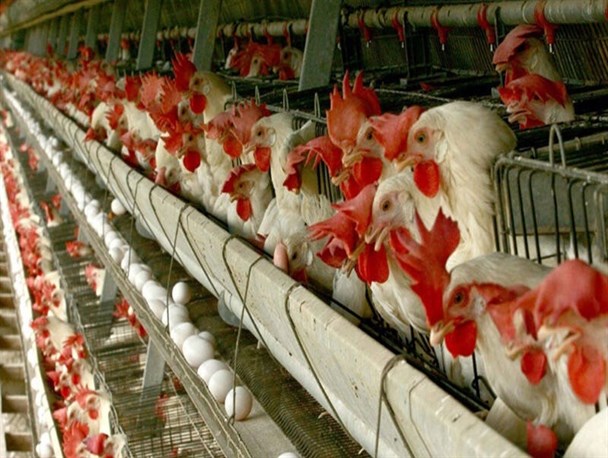 از عدم حمایت دولتی تا شانه خالی کردن مدیران استانی