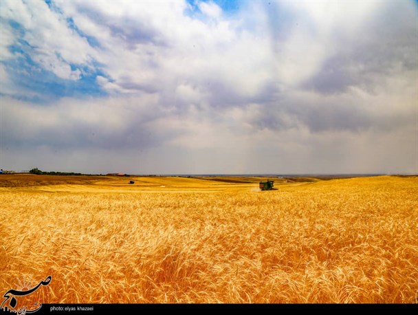 برداشت خوشه‌های طلایی گندم از مزارع قزوین