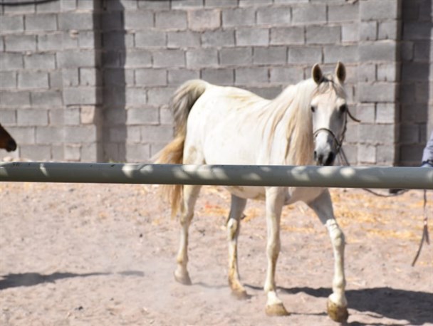 پرورش اسب فرصت مناسبی برای دستیابی به توسعه اقتصادی است