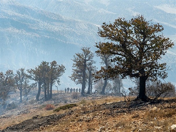 بلوط‌های کهگیلویه‌وبویراحمد گرفتار آفت و آتش‌سوزی