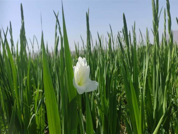 برداشت گل از گلستان‌های گلایول در چهارمحال‌وبختیاری/ کیفیت و کمیت مطلوب این گل در استان