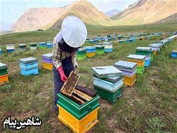 پیش‌بینی تولید 600 تن عسل در شاهین‌دژ/وجود 200 زنبورستان