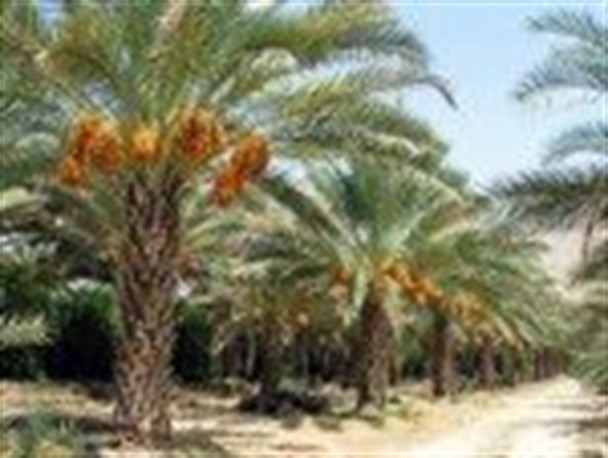برداشت ۲۵۰۰ تن خرما از نخیلات قشم