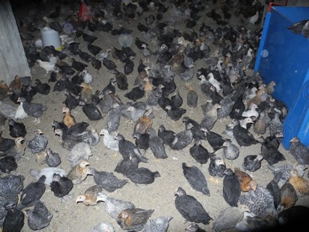 پرورش کبک یکی از راه های افزایش درآمد است