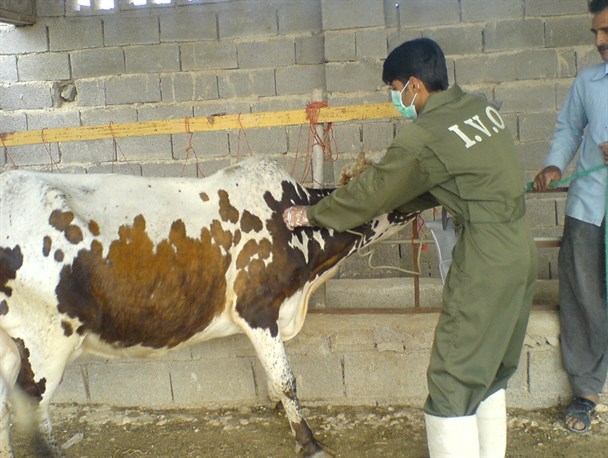 بیش از ۲۳۳ هزار راس دام در شهرستان هریس واکسینه شدند