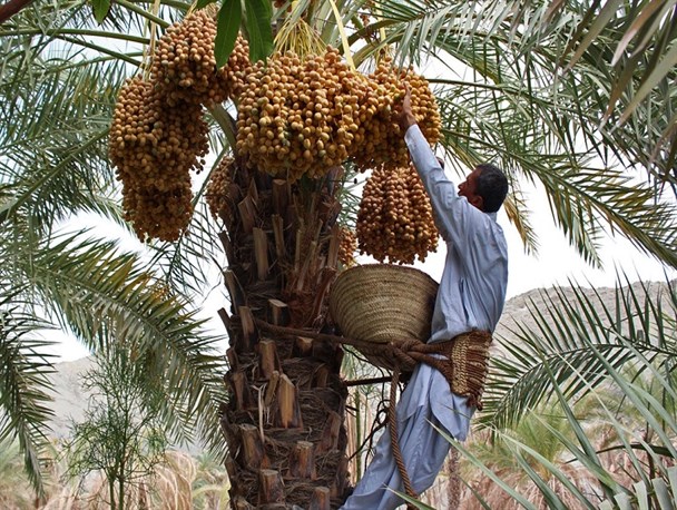برگزاری دومین جشنواره هامین در روستای هدف گردشگری ناهوک سراوان