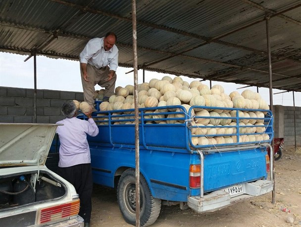 حاصل زحمت و دسترنج کشاورزان خشکرودی در جیب دلالان