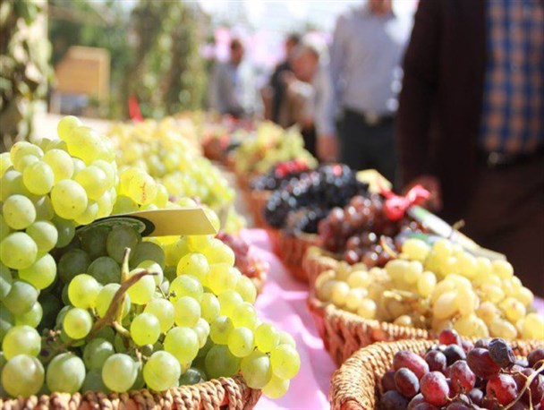 چهار هزار تن انگور از تاکستان های ایوان برداشت می شود