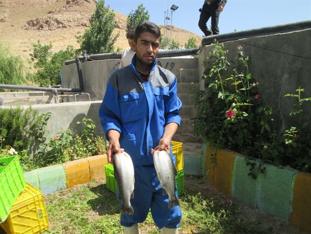 کارآفرین نمونه در دورترین روستای تایباد سالانه 15تن ماهی به بازار عرضه می کند + تصویر