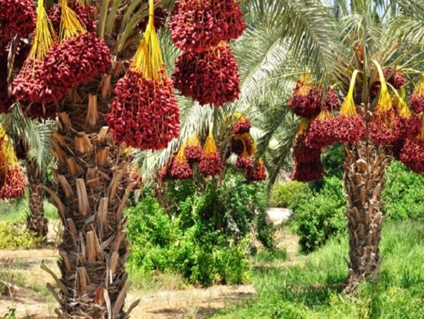 پیشتازی شرکت های بومی در تنظیم بازار خرما در سراوان/پرداخت 85 درصدی تسهیلات بلاعوض آبیاری تحت فشار