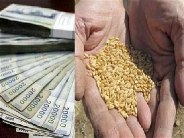 پیامدهای قرار گرفتن گندم 4 استان در بورس/ چرا میزان قابل توجهی گندم در بورس خریداری نشد؟