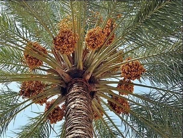 انهدام باند تخریب نخیلات در دشتستان