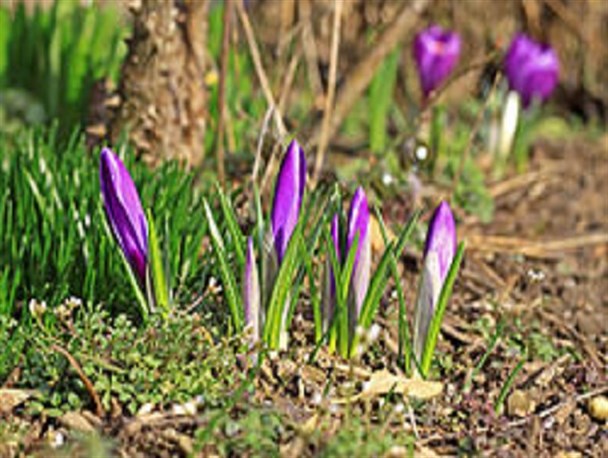 افزایش ۱۴ هکتاری سطح زیر کشت زعفران در برخوار