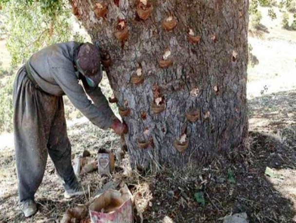 جای خالی صنایع تبدیلی "سقز" در استان کرمانشاه/ مدیر صنایع تبدیلی: توجیه اقتصادی ندارد