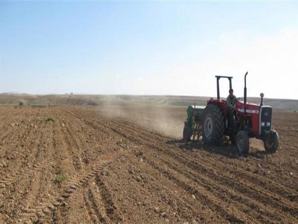 کشت ۲۰۰ هزار هکتار گندم دیم در استان مرکزی پیش بینی می شود/ استقبال کشاورزان از کشت دانه روغنی کاملینا