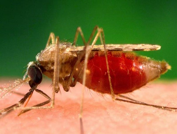 تردد غیرمجاز مهمترین عامل انتقال مالاریا به سیستان و بلوچستان