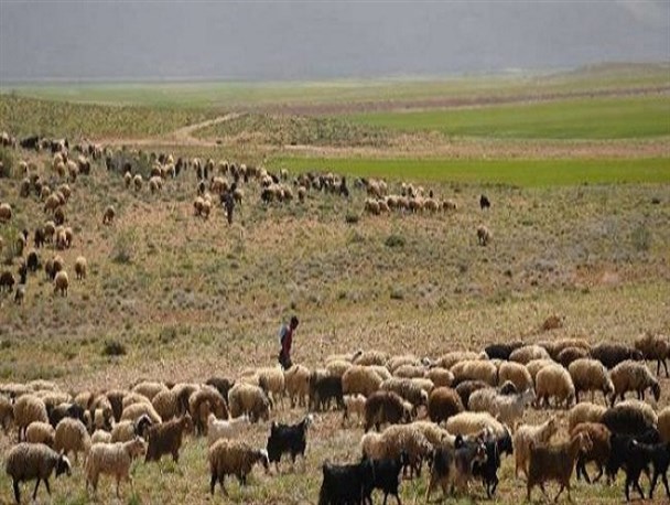 مراتع لرستان جوابگوی دام‌های مهاجر نیست