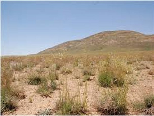 ۵۰ میلیون هکتار از مراتع کشور از نظر پوشش گیاهی فقیر است