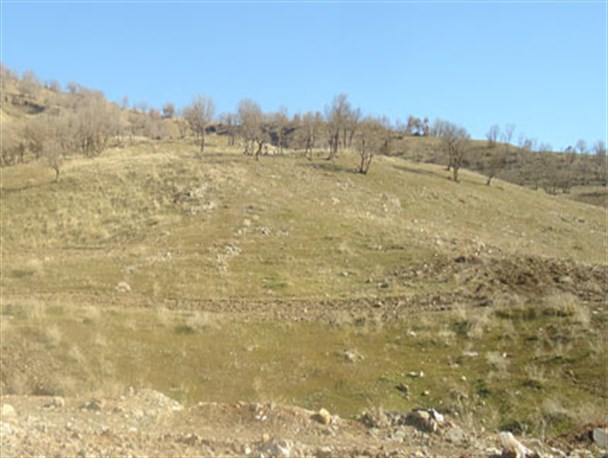 بی احتیاطی باز هم باعث ضربه به طبیعت جوانرود شد/حریق در کوه ماپریس