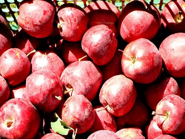 آغاز برداشت محصول سیب از باغات شهرستان میانه + گزارش تصویری