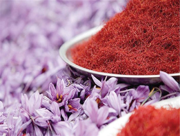 طرح ملی زعفران همچنان در حال رفت و آمد میان دولت و مجلس/ خبری از صندوق توسعه زعفران در خراسان رضوی نشد