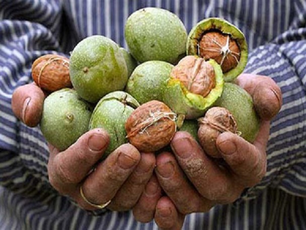 گردو باعث بهبود بیماری‌های قلبی و عروقی می‌شود/ روغن گردو فاقد کلسترول است