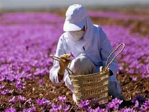 وقتی شورای ملی زعفران هم نمی‌تواند به داد طلای سرخ خراسان برسد