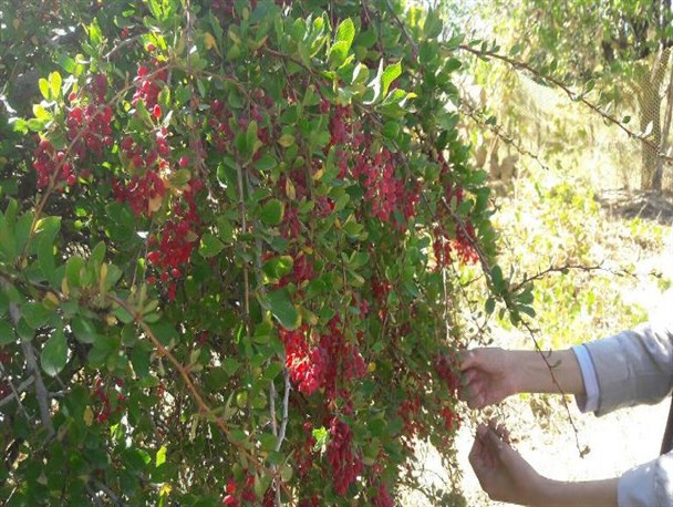 برداشت زرشک از باغات روستای آبخوری+تصاویر