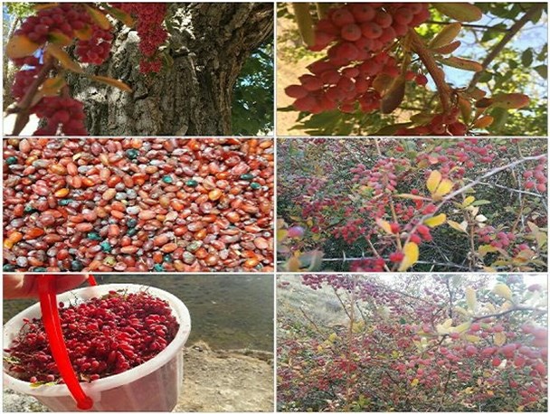 آغاز برداشت زرشک کوهی از ارتفاعات دهستان جاسب+عکس
