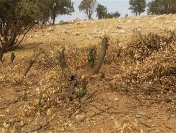 بلوط‌هایی که "نان" می‌شود
