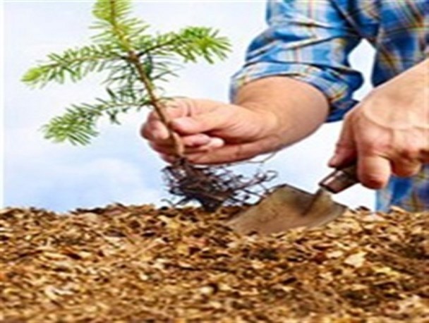 غرس نهال حکم جایگزین عامل تخریب منابع طبیعی در شهرستان فامنین