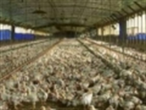 نمین رتبه اول تولید گوشت مرغ را به خود اختصاص داد