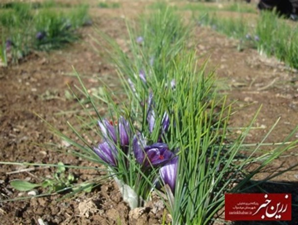اولین طلای سرخ آذربایجان در دستان بانوی میاندوآبی + تصاویر
