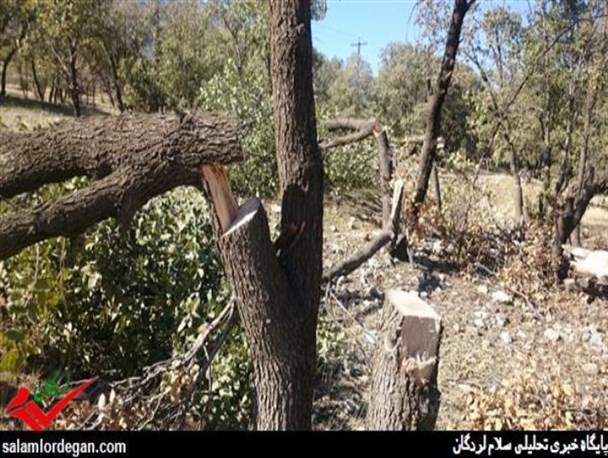 نفس صدها درخت در لردگان قطع شد !!!