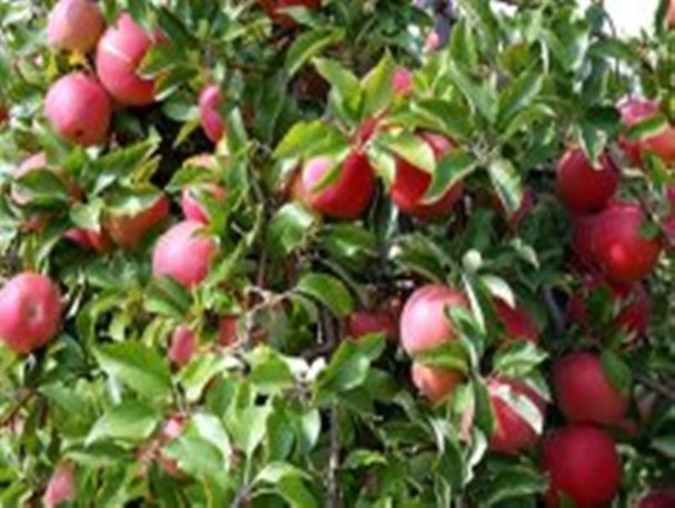 علت عدم خرید سیب کشاورزان دنا از زبان معاون تعاون روستایی استان