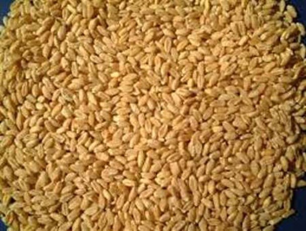 بیش از ۵۵۰ تن بذر اصلاح شده گندم در گلوگاه توزیع شد
