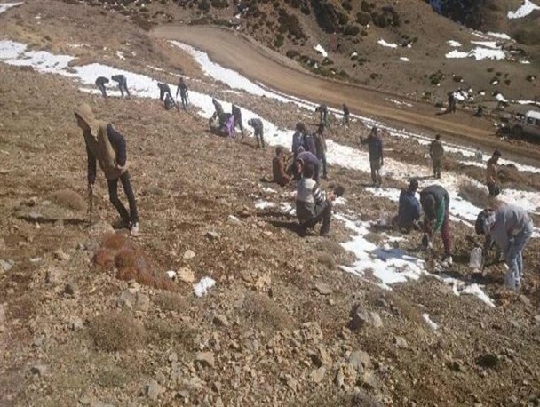 کشت گیاه دارویی باریجه در ده هکتار از مراتع روستای ابر آغاز شد