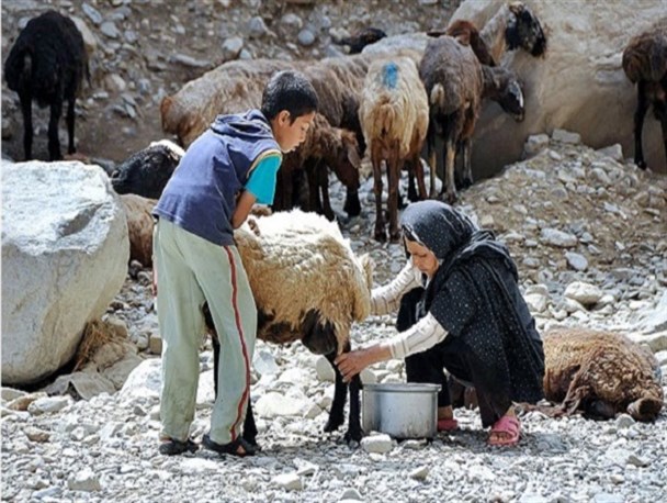 محصولات لبنی غیر پاستوریزه عمده ترین راه انتقال بیماری تب مالت