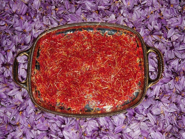 کشت زعفران، راهکار مناسب در خشکسالی شرق اصفهان+ تصاویر