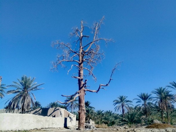 چکیدن خون از درخت اسرارآمیز دیار نخل و نگاره/"سول" ۱۶۰۰ ساله سرجو خشک شد+ تصویر