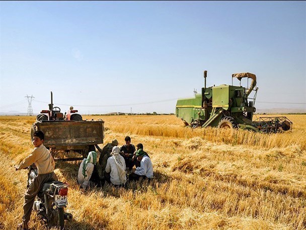 کشت گندم در گلستان به ۳۵۶ هزار هکتار رسید