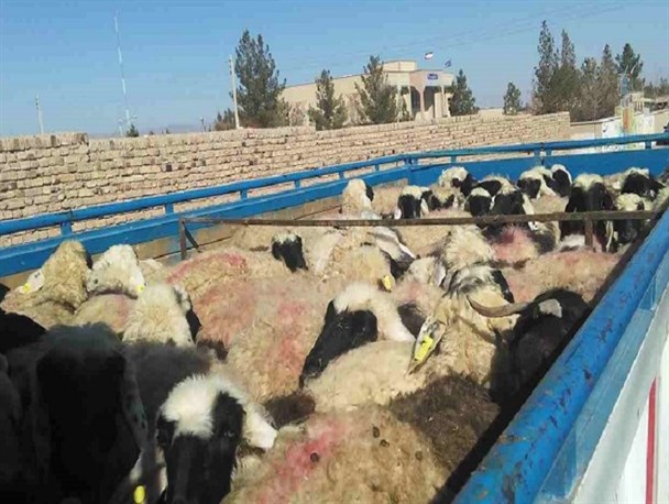 کشف ۸۵ راس گوسفند در منطقه وان مرزی سرپل ذهاب