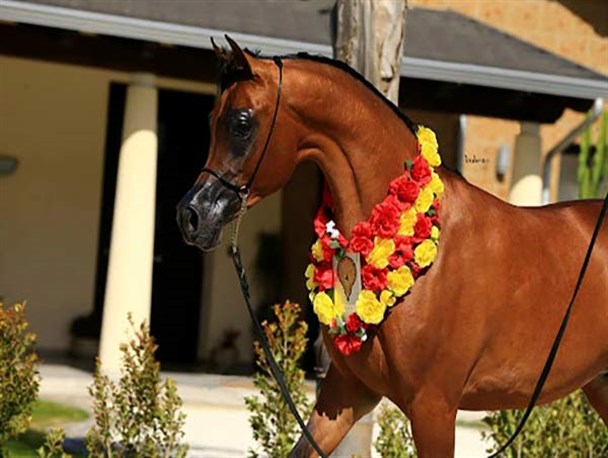 ۳۰ دوره مسابقات زیبایی اسب عرب در یزد به ایستگاه پایانی رسید